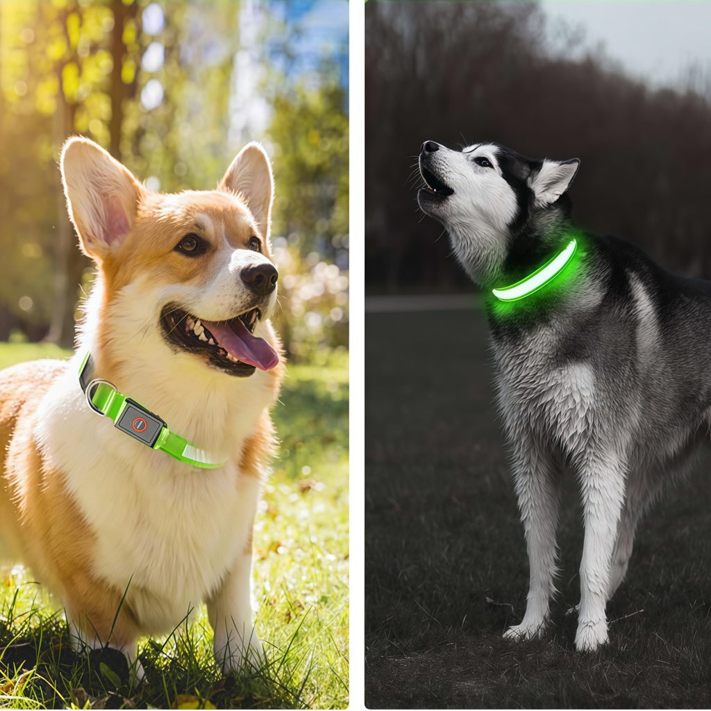 LED Light Up Dog Collar